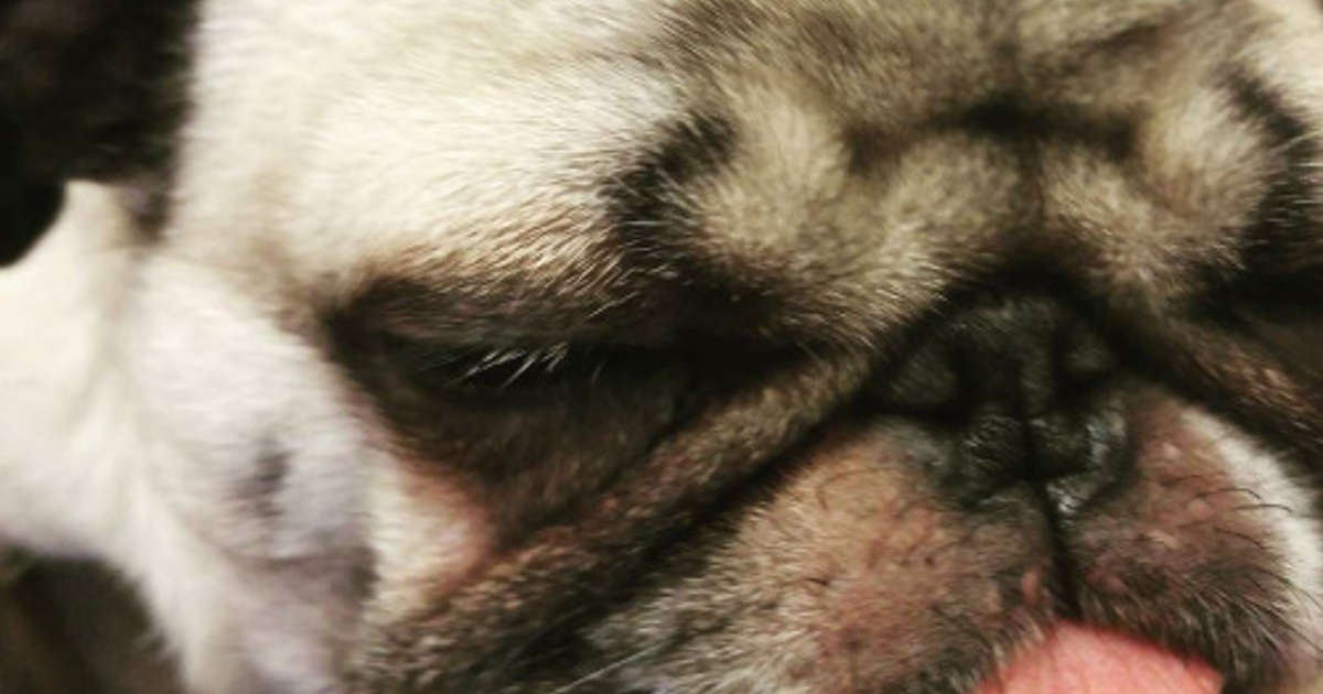 Faith In Pugs